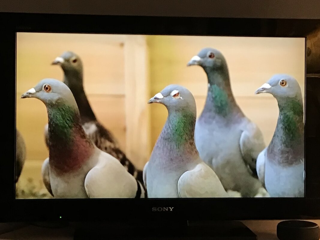 Image of BBC The One Show - Racing Pigeons